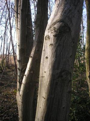 file:///home/gadget/actPAULETTE/PauletteVIGNETT400/BETULACEE/Carpinus.betulus.Charme%2001.09d3.jpg