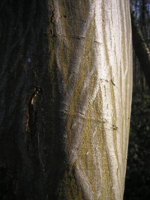 file:///home/gadget/actPAULETTE/PauletteVIGNETT400/BETULACEE/Carpinus.betulus.Charme%2001.09d5.jpg