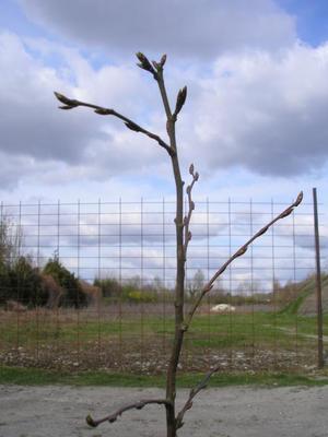 file:///home/gadget/actPAULETTE/PauletteVIGNETT400/BETULACEE/Carpinus.betulus.Charme%2004-07p3.JPG