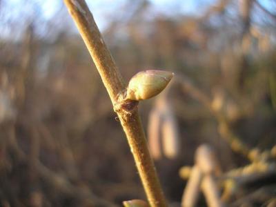 file:///media/Moby%20DisK/1%20Paulette%20FLORE%20ELECTRIQUE/Paulette%20VIGNETTES%20PAR%20FAMILLE/BETULACEE/Corylus%20avelata%20(Noisetier)%2002-08%20bourgeon.JPG