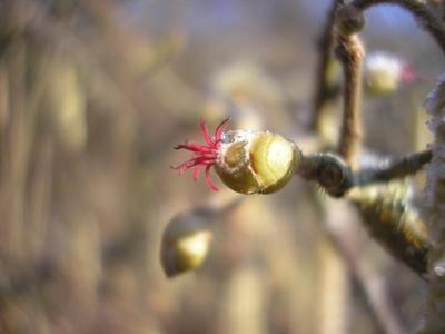 file:///media/Moby%20DisK/1%20Paulette%20FLORE%20ELECTRIQUE/Paulette%20VIGNETTES%20PAR%20FAMILLE/BETULACEE/Corylus%20avelata%20(Noisetier)%2002-08%20fleur%20femelle.JPG