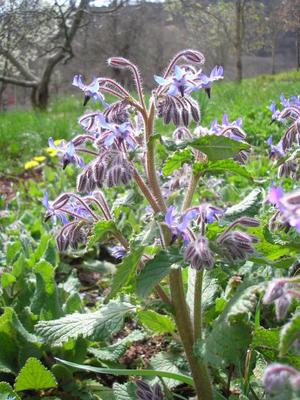file:///media/Moby%20DisK/1%20Paulette%20FLORE%20ELECTRIQUE/Paulette%20VIGNETTES%20PAR%20FAMILLE/BORAGINACEE/Borrago%20officinalis%20(Bourrache)%2004-08%20plante%20fleurie%20.jpg