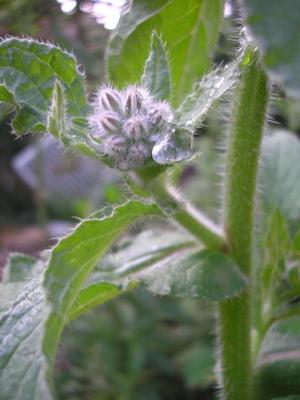file:///media/Moby%20DisK/1%20Paulette%20FLORE%20ELECTRIQUE/Paulette%20VIGNETTES%20PAR%20FAMILLE/BORAGINACEE/Borrago%20officinalis%20(Bourrache)%2006-07%20bouton8.JPG