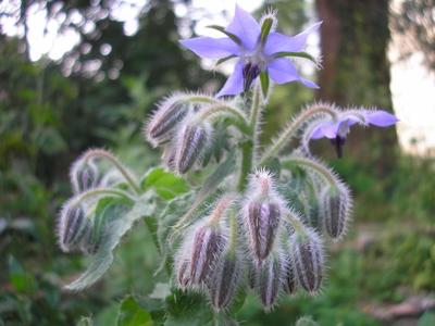 file:///media/Moby%20DisK/1%20Paulette%20FLORE%20ELECTRIQUE/Paulette%20VIGNETTES%20PAR%20FAMILLE/BORAGINACEE/Borrago%20officinalis%20(Bourrache)%2006-07%20plante5.JPG