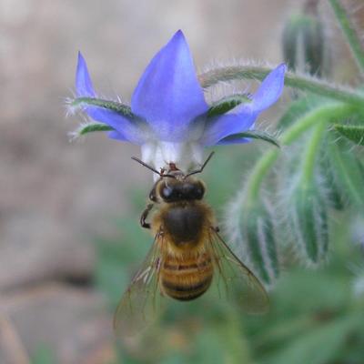 file:///media/Moby%20DisK/1%20Paulette%20FLORE%20ELECTRIQUE/Paulette%20VIGNETTES%20PAR%20FAMILLE/BORAGINACEE/Borrago%20officinalis%20(Bourrache)%2007-06%20fleur1.JPG