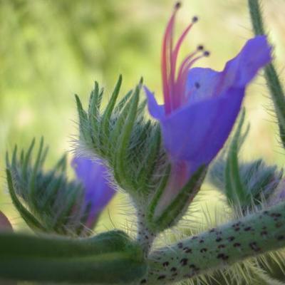 file:///media/Moby%20DisK/1%20Paulette%20FLORE%20ELECTRIQUE/Paulette%20VIGNETTES%20PAR%20FAMILLE/BORAGINACEE/Echium%20vulgare%20(vip%C3%A9rine)%2005-06%20fleur6.JPG