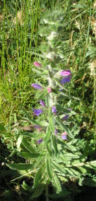 file:///media/Moby%20DisK/1%20Paulette%20FLORE%20ELECTRIQUE/Paulette%20VIGNETTES%20PAR%20FAMILLE/BORAGINACEE/Echium%20vulgare%20(vip%C3%A9rine)%2005-06%20plante1.JPG