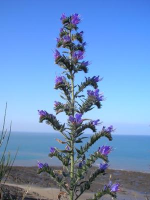 file:///media/Moby%20DisK/1%20Paulette%20FLORE%20ELECTRIQUE/Paulette%20VIGNETTES%20PAR%20FAMILLE/BORAGINACEE/Echium%20vulgare%20(vip%C3%A9rine)%2010-07%20plante.JPG
