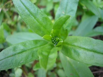 file:///media/Moby%20DisK/1%20Paulette%20FLORE%20ELECTRIQUE/Paulette%20VIGNETTES%20PAR%20FAMILLE/BORAGINACEE/Myosotis%20scorpio%C3%AFde%20(Myosotis%20des%20marais)%2007-07%20feuille2.JPG
