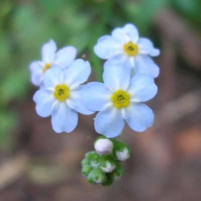 file:///media/Moby%20DisK/1%20Paulette%20FLORE%20ELECTRIQUE/Paulette%20VIGNETTES%20PAR%20FAMILLE/BORAGINACEE/Myosotis%20scorpio%C3%AFde%20(Myosotis%20des%20marais)%2007-07%20fleur1.JPG