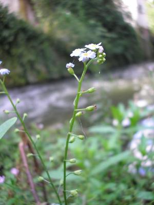 file:///media/Moby%20DisK/1%20Paulette%20FLORE%20ELECTRIQUE/Paulette%20VIGNETTES%20PAR%20FAMILLE/BORAGINACEE/Myosotis%20scorpio%C3%AFde%20(Myosotis%20des%20marais)%2007-07%20fleur7.JPG