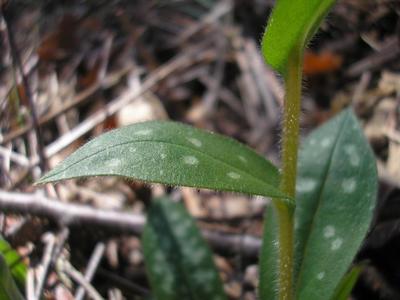 file:///media/Moby%20DisK/1%20Paulette%20FLORE%20ELECTRIQUE/Paulette%20VIGNETTES%20PAR%20FAMILLE/BORAGINACEE/Pulmonaria%20(Pulmonaire)%2003-08%20feuille%20caulinaire.JPG