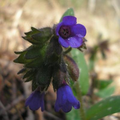 file:///media/Moby%20DisK/1%20Paulette%20FLORE%20ELECTRIQUE/Paulette%20VIGNETTES%20PAR%20FAMILLE/BORAGINACEE/Pulmonaria%20(Pulmonaire)%2003-08%20fleur1.JPG