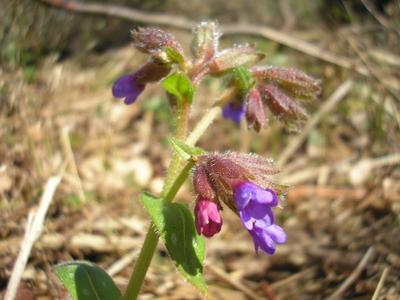 file:///media/Moby%20DisK/1%20Paulette%20FLORE%20ELECTRIQUE/Paulette%20VIGNETTES%20PAR%20FAMILLE/BORAGINACEE/Pulmonaria%20(Pulmonaire)%2003-08%20fleur4.JPG