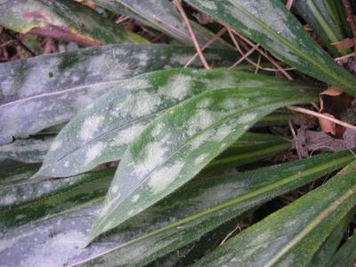 file:///media/Moby%20DisK/1%20Paulette%20FLORE%20ELECTRIQUE/Paulette%20VIGNETTES%20PAR%20FAMILLE/BORAGINACEE/Pulmonaria%20(Pulmonaire)%2010-07%20rosette2.JPG