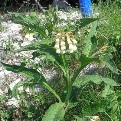 file:///media/Moby%20DisK/1%20Paulette%20FLORE%20ELECTRIQUE/Paulette%20VIGNETTES%20PAR%20FAMILLE/BORAGINACEE/Symphytum%20officinale%20(Consoude)%2005-06%20plante4.JPG