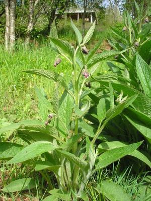 file:///media/Moby%20DisK/1%20Paulette%20FLORE%20ELECTRIQUE/Paulette%20VIGNETTES%20PAR%20FAMILLE/BORAGINACEE/Symphytum%20officinale%20(Consoude)%2005-08%20plante3.jpg