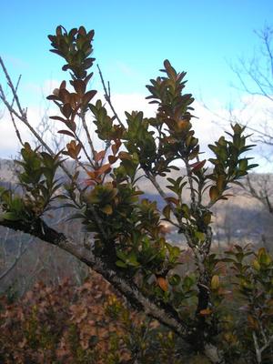 file:///home/gadget/actPAULETTE/PauletteVIGNETT400/BUXACEE/Buxus.sempivirens.Buis%2002.09p1.jpg