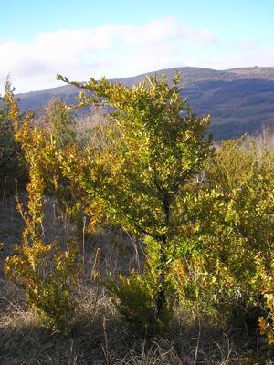 file:///home/gadget/actPAULETTE/PauletteVIGNETT400/BUXACEE/Buxus.sempivirens.Buis%2002.09p4.jpg