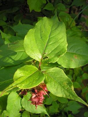 file:///home/gadget/actPAULETTE/PauletteVIGNETT400/CAPRIFOLIACEE/Leycesteria%20formosa%20(Arbre%20au%20faisan)09-07%20flle1.JPG