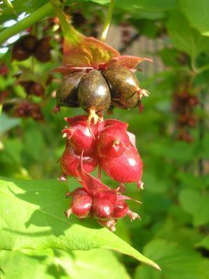 file:///home/gadget/actPAULETTE/PauletteVIGNETT400/CAPRIFOLIACEE/Leycesteria%20formosa%20(Arbre%20au%20faisan)09-07%20fr01.JPG