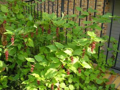 file:///home/gadget/actPAULETTE/PauletteVIGNETT400/CAPRIFOLIACEE/Leycesteria%20formosa%20(Arbre%20au%20faisan)09-07%20p1.JPG