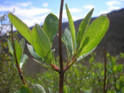 file:///home/gadget/actPAULETTE/PauletteVIGNETT400/CAPRIFOLIACEE/Lonicera%20etrusca%20(Chevrefeuille%20de%20Toscane)%2004-08%20flle1.jpg