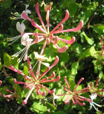 file:///home/gadget/actPAULETTE/PauletteVIGNETT400/CAPRIFOLIACEE/Lonicera%20etrusca%20(Chevrefeuille%20de%20Toscane)%2006-08%20fl066.jpg