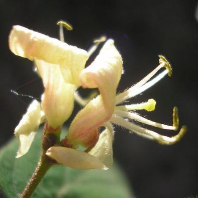 file:///home/gadget/actPAULETTE/PauletteVIGNETT400/CAPRIFOLIACEE/Lonicera%20xylosteum%20(chevrefeuille%20des%20haies)%2005-08%20fl01.jpg