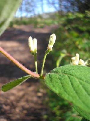 file:///home/gadget/actPAULETTE/PauletteVIGNETT400/CAPRIFOLIACEE/Lonicera%20xylosteum%20(chevrefeuille%20des%20haies)%2005-08%20fl1.jpg