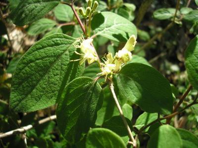 file:///home/gadget/actPAULETTE/PauletteVIGNETT400/CAPRIFOLIACEE/Lonicera%20xylosteum%20(chevrefeuille%20des%20haies)%2005-08%20fl8.jpg