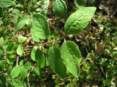 file:///home/gadget/actPAULETTE/PauletteVIGNETT400/CAPRIFOLIACEE/Lonicera%20xylosteum%20(chevrefeuille%20des%20haies)%2005-08%20flle1.jpg