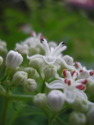 file:///home/gadget/actPAULETTE/PauletteVIGNETT400/CAPRIFOLIACEE/Sambucus%20ebulus%20(Sureau%20yeble)%2008-08%20fleur.JPG
