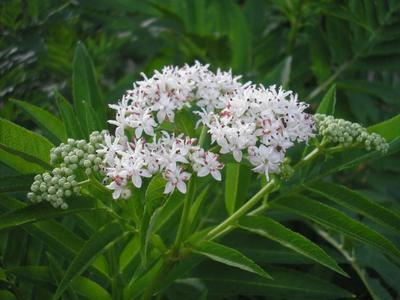 file:///home/gadget/actPAULETTE/PauletteVIGNETT400/CAPRIFOLIACEE/Sambucus%20ebulus%20(Sureau%20yeble)%2008-08%20fleur2.JPG
