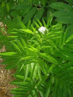 file:///home/gadget/actPAULETTE/PauletteVIGNETT400/CAPRIFOLIACEE/Sambucus%20ebulus%20(Sureau%20yeble)%2008-08%20plante.JPG