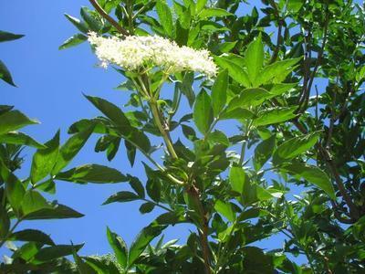 file:///media/Moby%20DisK/1%20Paulette%20FLORE%20ELECTRIQUE/Paulette%20VIGNETTES%20PAR%20FAMILLE/CAPRIFOLIACEE/Sambucus%20nigra%20(Sureau%20noir)%2005-06%20fleur1.JPG