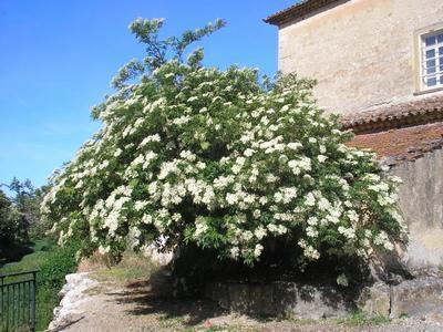 file:///media/Moby%20DisK/1%20Paulette%20FLORE%20ELECTRIQUE/Paulette%20VIGNETTES%20PAR%20FAMILLE/CAPRIFOLIACEE/Sambucus%20nigra%20(Sureau%20noir)%2005-06%20port%20d'%C3%A9t%C3%A9.JPG