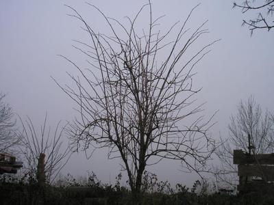 file:///media/Moby%20DisK/1%20Paulette%20FLORE%20ELECTRIQUE/Paulette%20VIGNETTES%20PAR%20FAMILLE/CAPRIFOLIACEE/Sambucus%20nigra%20(Sureau%20noir)%2012-07%20port%20d'hiver.JPG