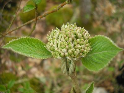 file:///media/Moby%20DisK/1%20Paulette%20FLORE%20ELECTRIQUE/Paulette%20VIGNETTES%20PAR%20FAMILLE/CAPRIFOLIACEE/Viburnum%20lantana%20(Viorne%20lantane)%2004-08%20boutons%20floraux.jpg