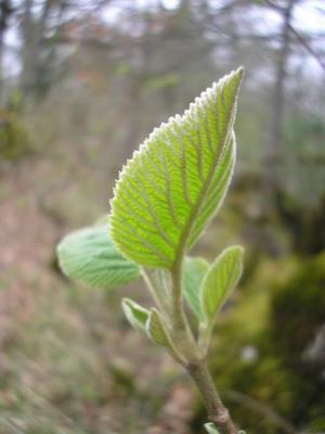 file:///media/Moby%20DisK/1%20Paulette%20FLORE%20ELECTRIQUE/Paulette%20VIGNETTES%20PAR%20FAMILLE/CAPRIFOLIACEE/Viburnum%20lantana%20(Viorne%20lantane)%2004-08%20feuille2%20revers.jpg