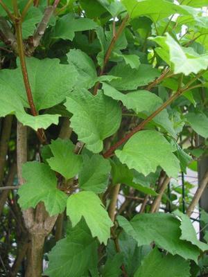 file:///media/Moby%20DisK/1%20Paulette%20FLORE%20ELECTRIQUE/Paulette%20VIGNETTES%20PAR%20FAMILLE/CAPRIFOLIACEE/Viburnum%20opulus%20(Viorne%20obier)%2005-07%20feuillage2.JPG