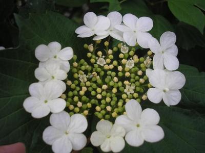 file:///media/Moby%20DisK/1%20Paulette%20FLORE%20ELECTRIQUE/Paulette%20VIGNETTES%20PAR%20FAMILLE/CAPRIFOLIACEE/Viburnum%20opulus%20(Viorne%20obier)%2005-07%20fleur2.JPG