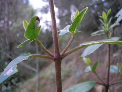 file:///media/Moby%20DisK/1%20Paulette%20FLORE%20ELECTRIQUE/Paulette%20VIGNETTES%20PAR%20FAMILLE/CAPRIFOLIACEE/Viburnum%20tinus%20%20%20(Laurier%20tin)%2004-08%20d%C3%A9tail%20tige.JPG