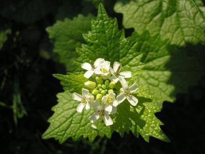file:///media/Moby%20DisK/1%20Paulette%20FLORE%20ELECTRIQUE/Paulette%20VIGNETTES%20PAR%20FAMILLE/CRUCIFERE/Allaria%20petiolata%20(Alliaire)%2004-06fleurs.JPG