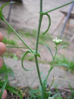 file:///media/Moby%20DisK/1%20Paulette%20FLORE%20ELECTRIQUE/Paulette%20VIGNETTES%20PAR%20FAMILLE/CRUCIFERE/Capsella%20bursa%20pastoris%20(Capselle%20bourse%20%C3%A0%20pasteur)%2006-07feuilles%20caulinaires.JPG