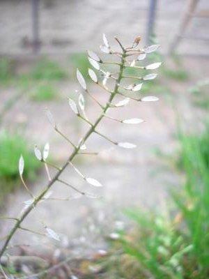 file:///media/Moby%20DisK/1%20Paulette%20FLORE%20ELECTRIQUE/Paulette%20VIGNETTES%20PAR%20FAMILLE/CRUCIFERE/Capsella%20bursa%20pastoris%20(Capselle%20bourse%20%C3%A0%20pasteur)%2006-07tete%20florale.JPG