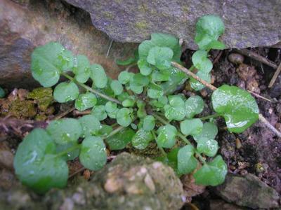 file:///media/Moby%20DisK/1%20Paulette%20FLORE%20ELECTRIQUE/Paulette%20VIGNETTES%20PAR%20FAMILLE/CRUCIFERE/Cardamine%20pratensis%20(Cardamine%20des%20pr%C3%A9s)%2003-08rosette%20.JPG