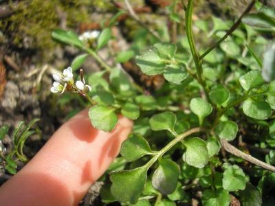 file:///media/Moby%20DisK/1%20Paulette%20FLORE%20ELECTRIQUE/Paulette%20VIGNETTES%20PAR%20FAMILLE/CRUCIFERE/Cardamine%20pratensis%20(Cardamine%20des%20pr%C3%A9s)%2004-06%20%20plante.JPG
