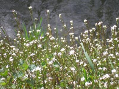 file:///media/Moby%20DisK/1%20Paulette%20FLORE%20ELECTRIQUE/Paulette%20VIGNETTES%20PAR%20FAMILLE/CRUCIFERE/Cardamine%20pratensis%20(Cardamine%20des%20pr%C3%A9s)%2004-06%20plante1.JPG