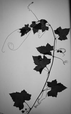 file:///media/Moby%20DisK/1%20Paulette%20FLORE%20ELECTRIQUE/Paulette%20VIGNETTES%20PAR%20FAMILLE/CUCURBITACEE/Bryonia%20cretica%20(Bryone)%20tl%20plante1.JPG